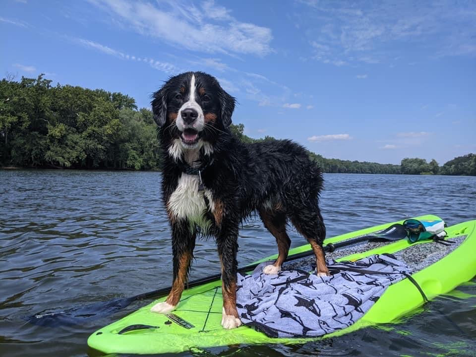 Bernese Mountain Dog standing on a green paddleboard in a body of water with trees and blue sky in the background.